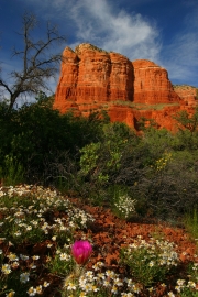 Courthouse Butte In Cactus Bloom